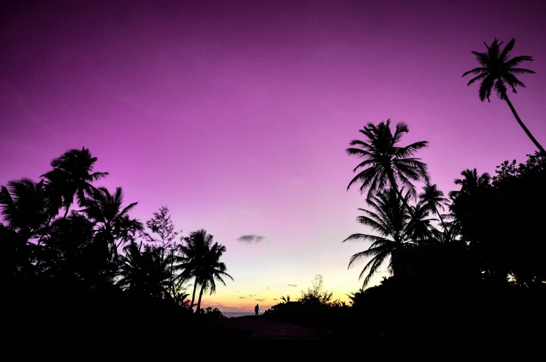 palm trees are silhouetted against a purple sky, by Max Dauthendey, unsplash, inner glow, colors of jamaica, purple sand, night!