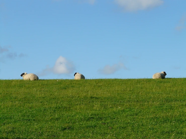 a herd of sheep sitting on top of a lush green hillside, a picture, by Robert Brackman, flickr, precisionism, minimalist composition, reading, taken from the high street, sleeping