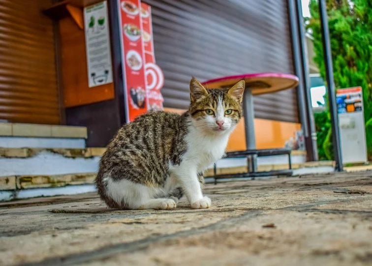 a cat sitting on the ground in front of a building, a picture, by Ivan Grohar, shutterstock, bosnian, at the counter, 2 4 mm iso 8 0 0, super cute and friendly