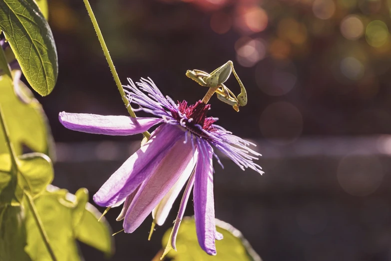 a purple flower with a praying mantisce on it, pexels, arabesque, mantis, full morning sun, clematis like stars in the sky, épaule devant pose