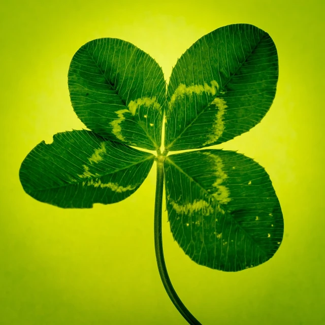 a close up of a four leaf clover, by Andrew Domachowski, shutterstock contest winner, on yellow paper, miniature product photo, stained”, digital photography”