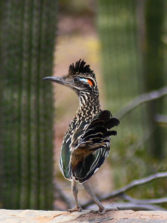 a close up of a bird on a rock near a cactus, a portrait, flickr, crown of body length feathers, very ornamented, smooth shank, about 3 5 years old