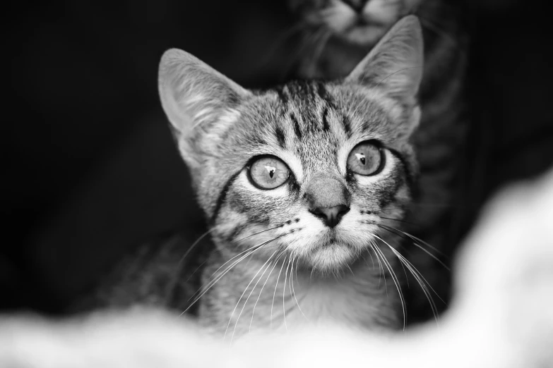 a black and white photo of a cat, by Matthias Weischer, unsplash, short brown hair and large eyes, siblings, marble!! (eos 5ds r, portrait of a kitten