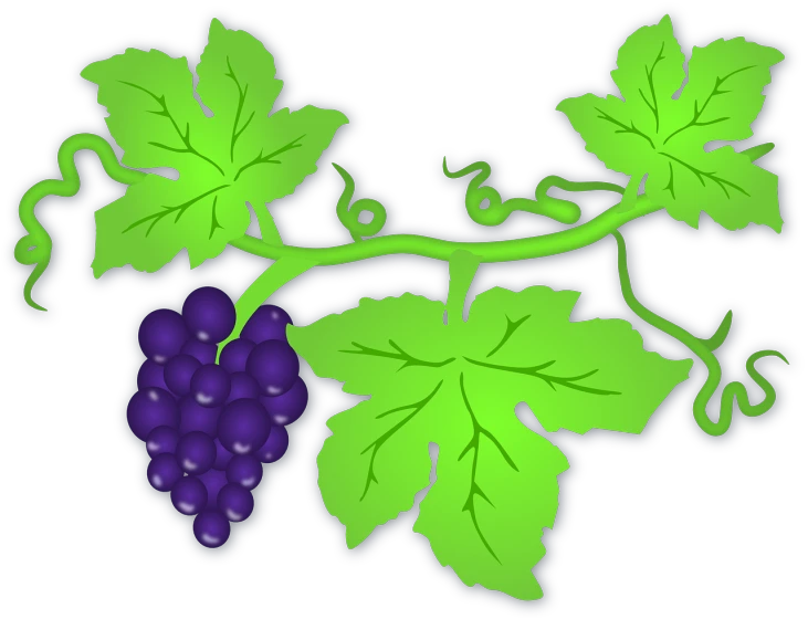 a bunch of grapes hanging from a vine, a digital rendering, pixabay, sōsaku hanga, no gradients, purple green color scheme, cutout, with black vines