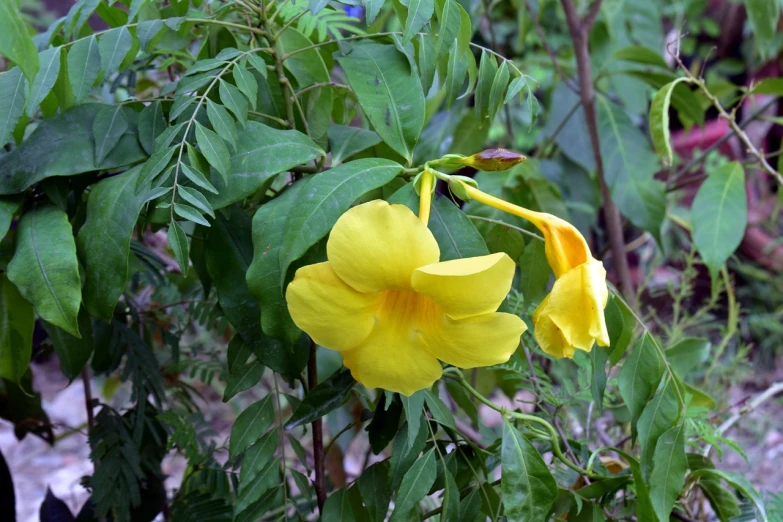 a close up of a yellow flower on a plant, by Robert Brackman, hurufiyya, flowering vines, bells, large jungle flowers, with vegetation