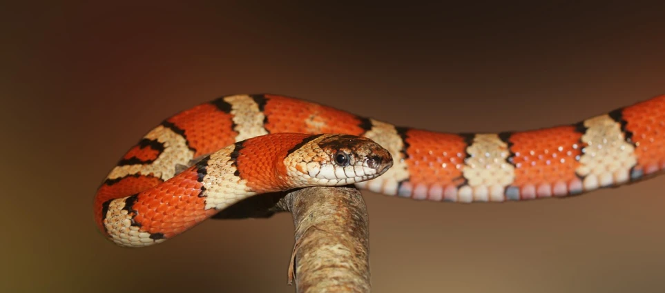 a close up of a snake on a branch, a portrait, by Robert Brackman, trending on pixabay, sōsaku hanga, red and orange colored, 🦩🪐🐞👩🏻🦳, male and female, whip