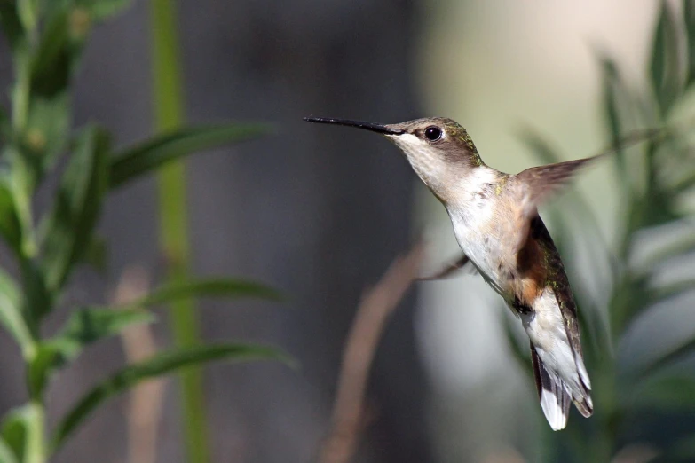 a bird that is flying in the air, a portrait, by Tom Carapic, flickr, hummingbird, photograph credit: ap, amongst foliage, with long thin antennae