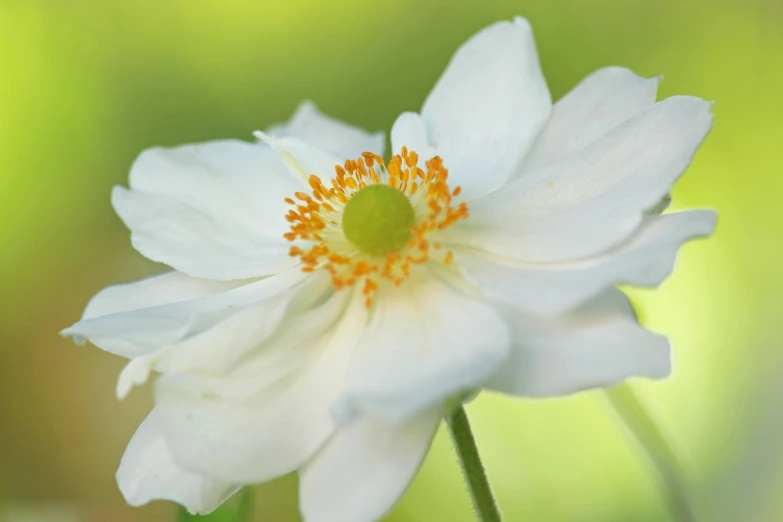 a close up of a white flower with a green background, inspired by Frederick Goodall, anemone, sunrise light, white and orange, innocence