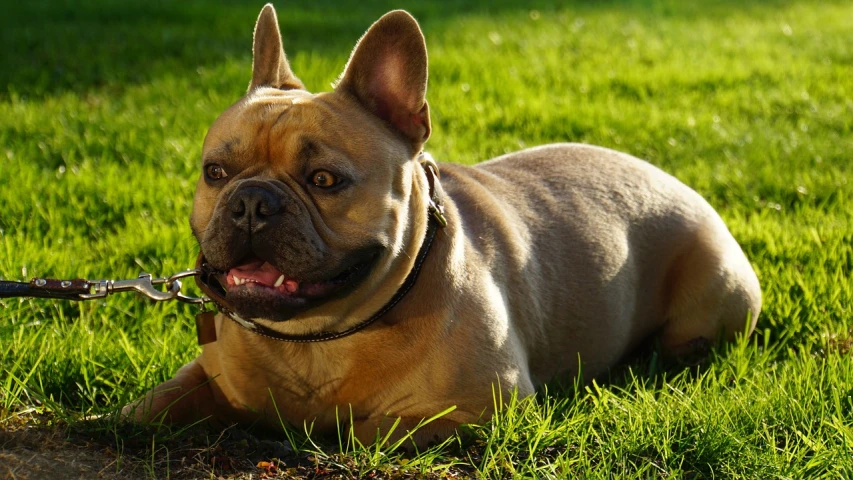 a dog that is laying down in the grass, a portrait, by Jan Rustem, pixabay, renaissance, french bulldog, late afternoon sun, double chin, y2k”