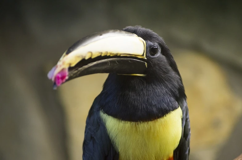 a black and yellow bird sitting on top of a tree branch, flickr, sumatraism, toucan, his nose is a black beak, colorful”