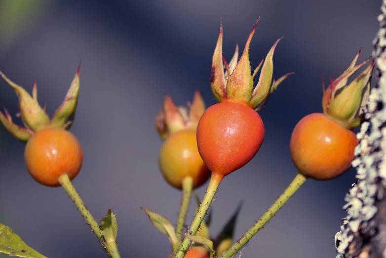 a close up of a bunch of fruit on a tree, by Jan Rustem, pixabay, art nouveau, photo of a rose, hips, cysts, new mexico