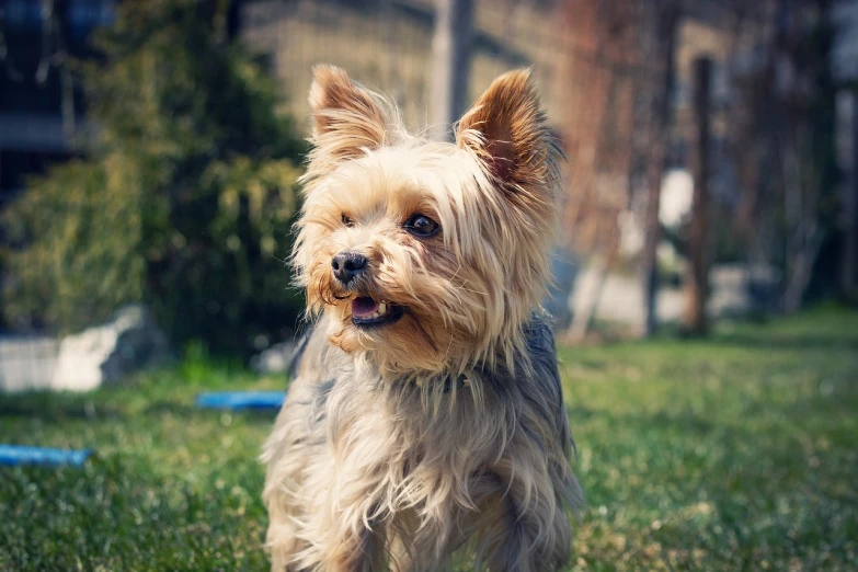 a small dog standing on top of a lush green field, a picture, by Alexander Fedosav, pexels, renaissance, yorkshire terrier, warm smile, beautiful dog head, at the park
