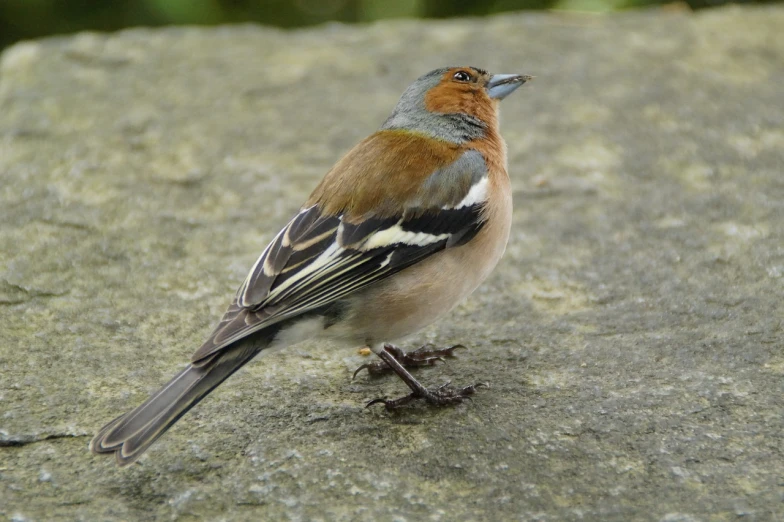 a small bird sitting on top of a rock, by Margaret Backhouse, flickr, handsome male, walking towards camera, ornately dressed, slightly muscular