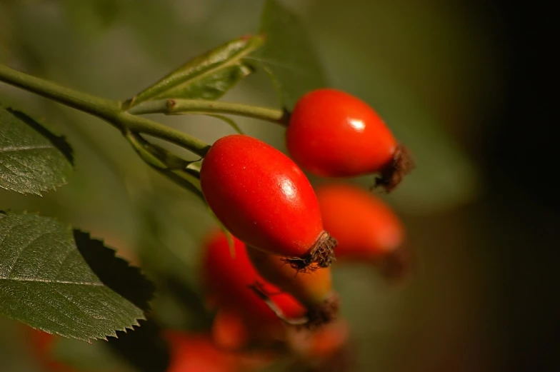 a close up of some red berries on a tree, by Jan Rustem, pixabay, hurufiyya, natural point rose', half - length photo, taken in the late 2000s, caramel