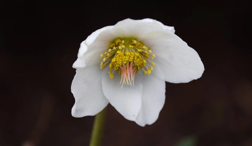 a close up of a white flower with yellow stamen, by Robert Brackman, hurufiyya, a beautiful mine, anemones, beautiful flower, martin sharp