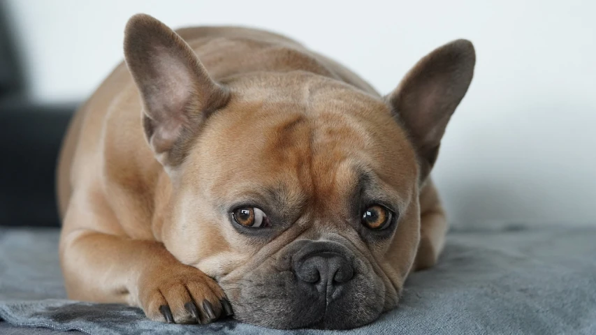 a close up of a dog laying on a bed, by Emma Andijewska, french bulldog, istock, very sad face, realistic''