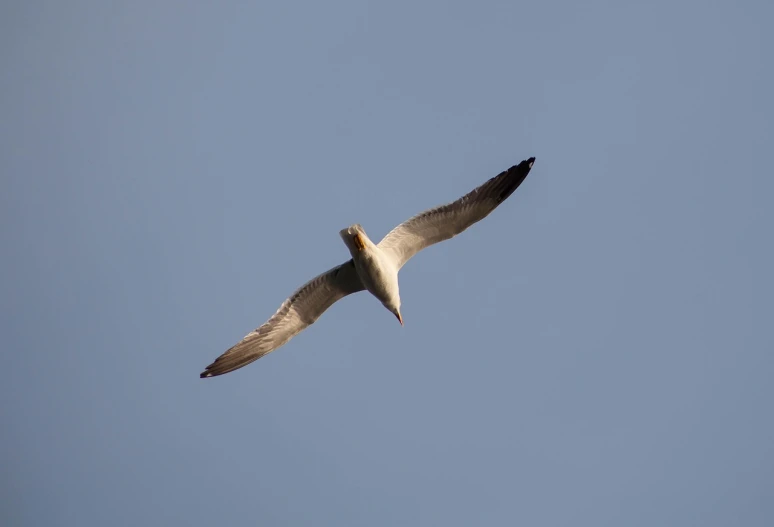 a white bird flying through a blue sky, a picture, arabesque, low - angle shot from behind, smooth shank, afar, albino