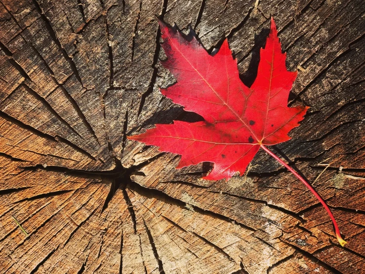 a red leaf sitting on top of a tree stump, inspired by Tom Thomson, shutterstock contest winner, symbolism, taken on iphone 14 pro, in the sun, high quality photo, michael bair