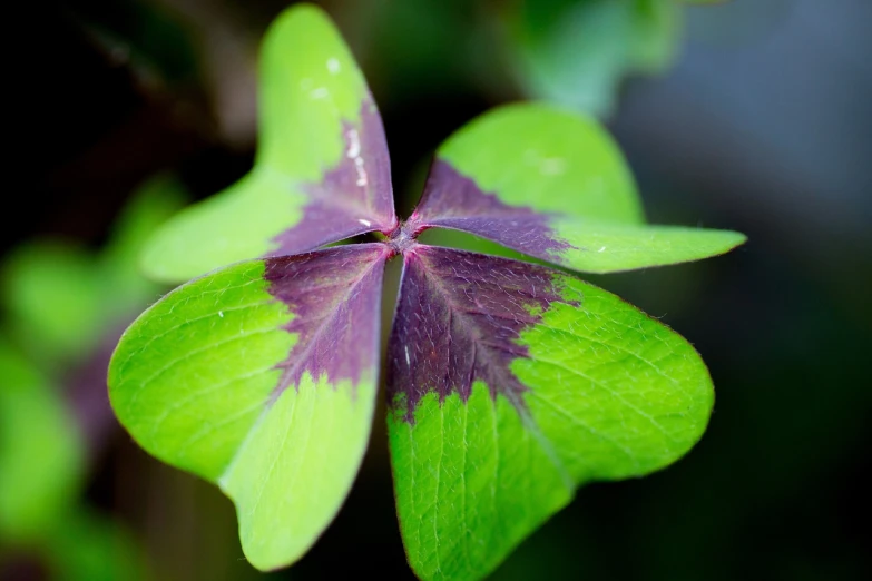 a close up of a four leaf clover, synchromism, purple and green, istockphoto, simple magic ring of poison, zoomed in shots