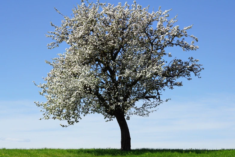 a tree sitting on top of a lush green field, by Emanuel de Witte, pixabay, romanticism, apple blossoms, isolated on whites, istockphoto, cherry explosion