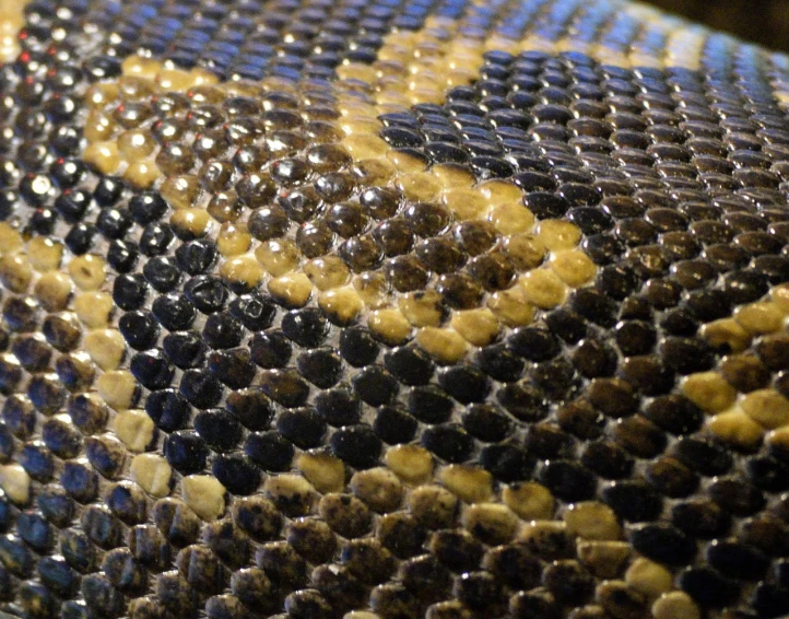 a close up view of a snake's skin, by Matthew D. Wilson, flickr, sōsaku hanga, over the shoulder view, a python programmer's despair, pareidolia, snake oil skin