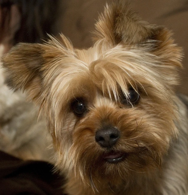 a close up of a small dog on a couch, a photo, by Adam Chmielowski, yorkshire terrier, very pretty face, grain”