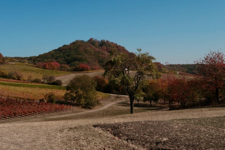 a dirt road in a field with a hill in the background, a picture, figuration libre, colorful vines, b - roll, late autumn, oak tree