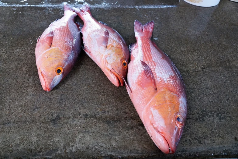 a couple of fish sitting on top of a cement floor, a photo, by Kathleen Scott, fish seafood markets, red skinned, 3 heads, full subject shown in photo