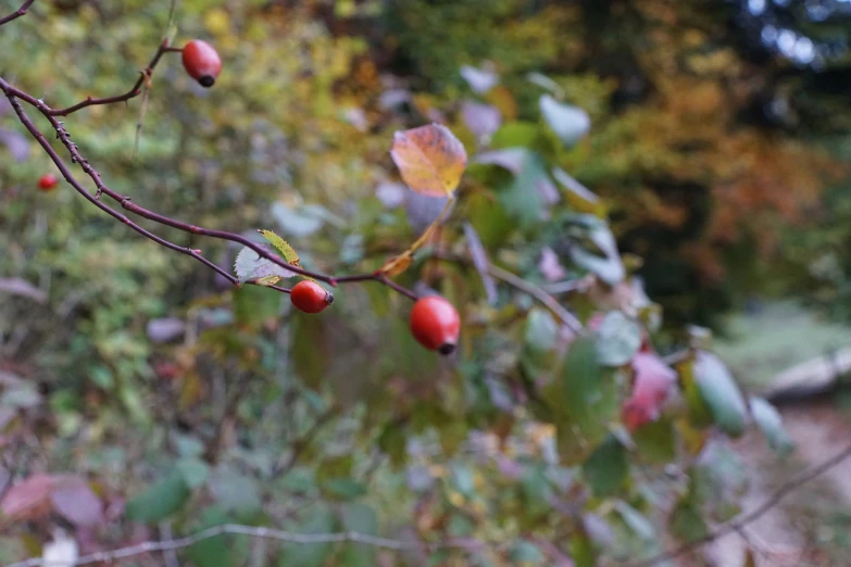 a close up of a bunch of fruit on a tree, a photo, by Jan Henryk Rosen, romanticism, in the autumn forest, rose twining, in a forest glade, an illustration