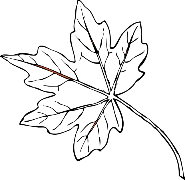 a close up of a leaf on a black background, a screenshot, pixabay, hurufiyya, ms paint drawing, white and orange, !!! very coherent!!! vector art, white background : 3