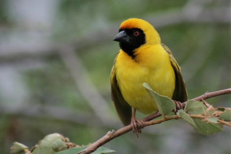 a yellow bird sitting on top of a tree branch, a portrait, flickr, hurufiyya, yellows and reddish black, cape, various posed, not cropped