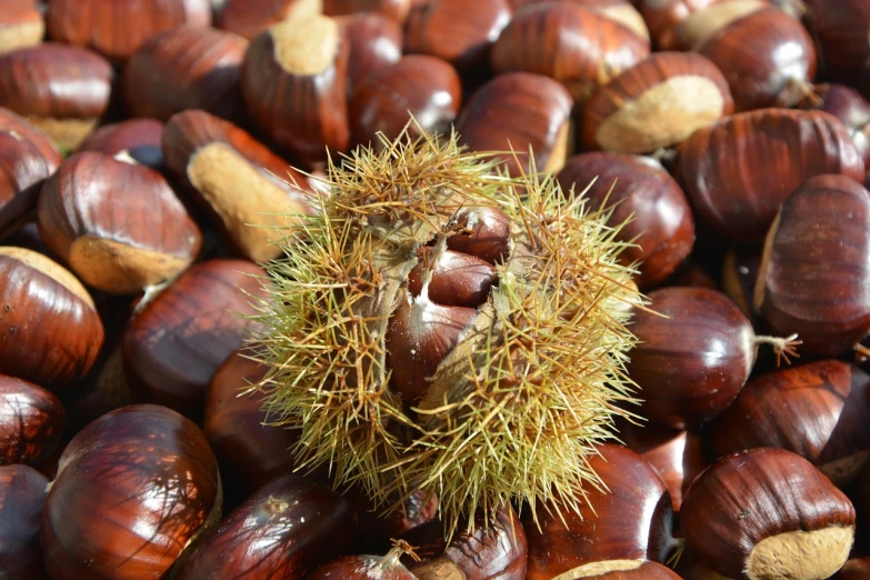 a pile of chestnuts sitting on top of each other, a macro photograph, shutterstock, hurufiyya, surrounding the city, high quality product image”