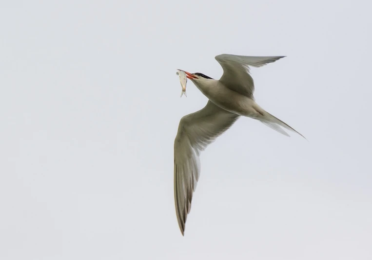 a bird that is flying in the sky, a portrait, by Raymond Normand, very pale, having a snack, amanda lilleston, sharp and clear