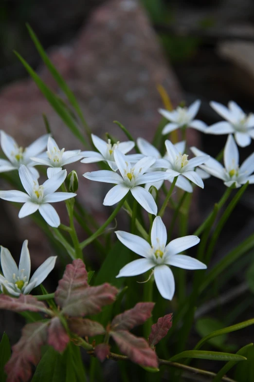 a group of white flowers sitting on top of a lush green field, hurufiyya, michilin star, glossy flecks of iridescence, ramps, star