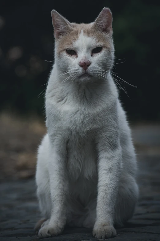 a white and orange cat sitting on a sidewalk, a portrait, by Ivan Grohar, unsplash, photorealism, overcast!!! cinematic focus, male with halo, soft portrait shot 8 k, frowning