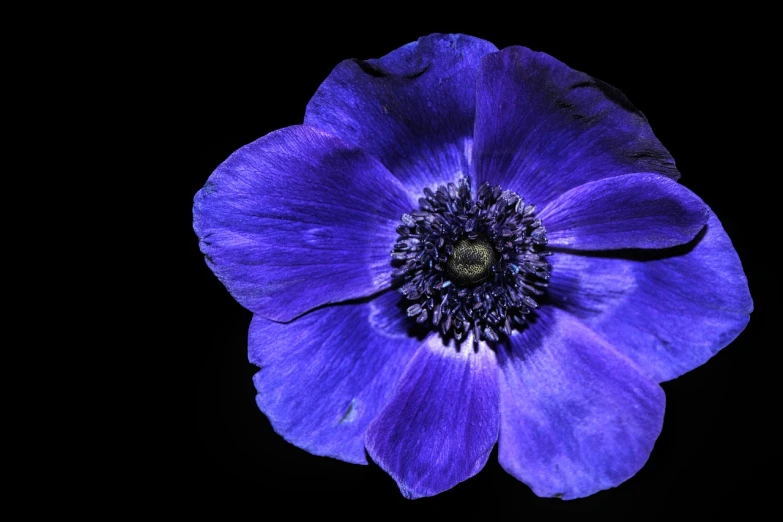 a close up of a purple flower on a black background, a portrait, inspired by Yves Klein, art photography, anemones, dressed in blue, full of colour 8-w 1024, highly detailed saturated