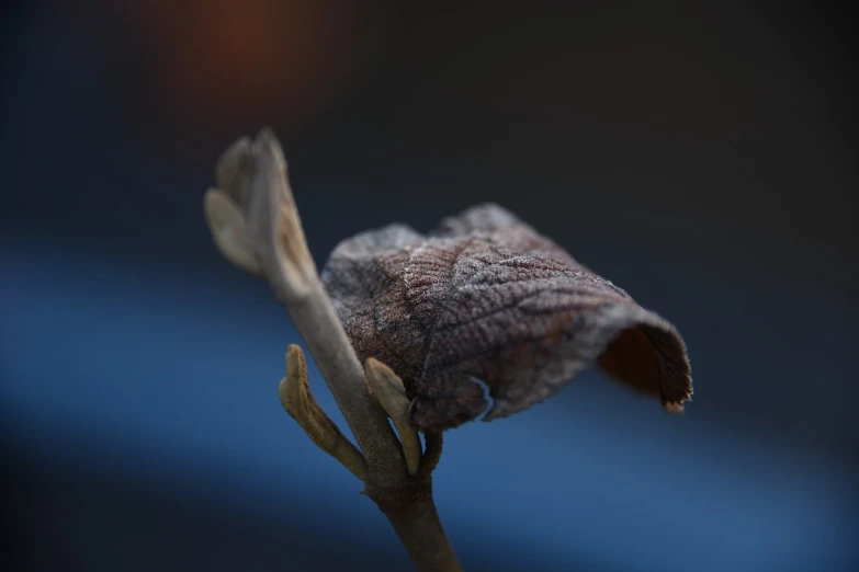 a close up of a leaf on a twig, miniature photography closeup, some wrinkled, against dark background, early spring