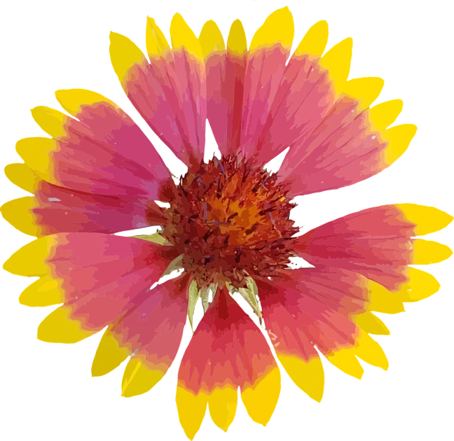 a pink and yellow flower on a black background, red and orange colored, flattened, front facing!!!!, highres