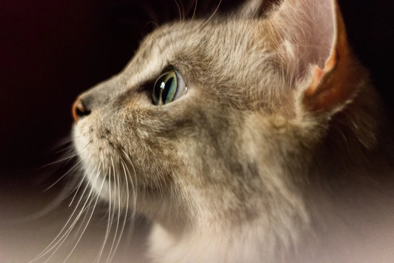 a close up of a cat with green eyes, a macro photograph, flickr, soft light from the side, ashfur from warrior cats, cat is floating in air, closeup photo