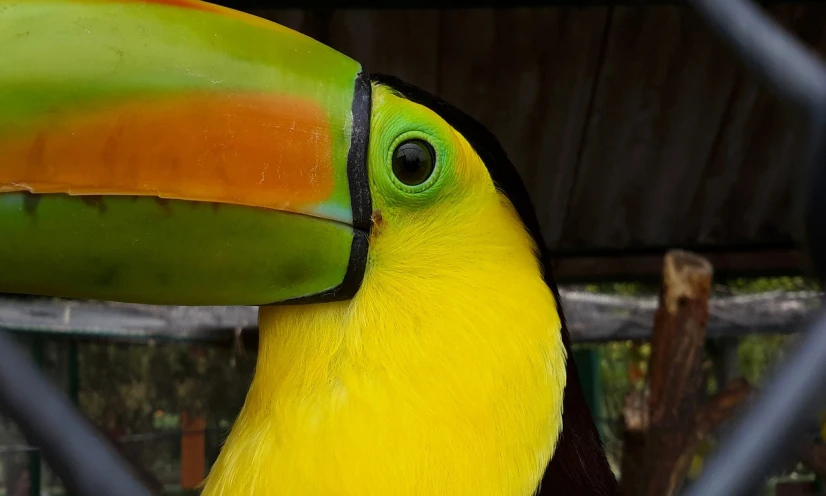 a close up of a colorful bird behind a fence, flickr, 6 toucan beaks, banana color, close-up of face, true realistic image