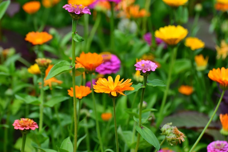 a garden filled with lots of different colored flowers, color field, marigold, closeup photo