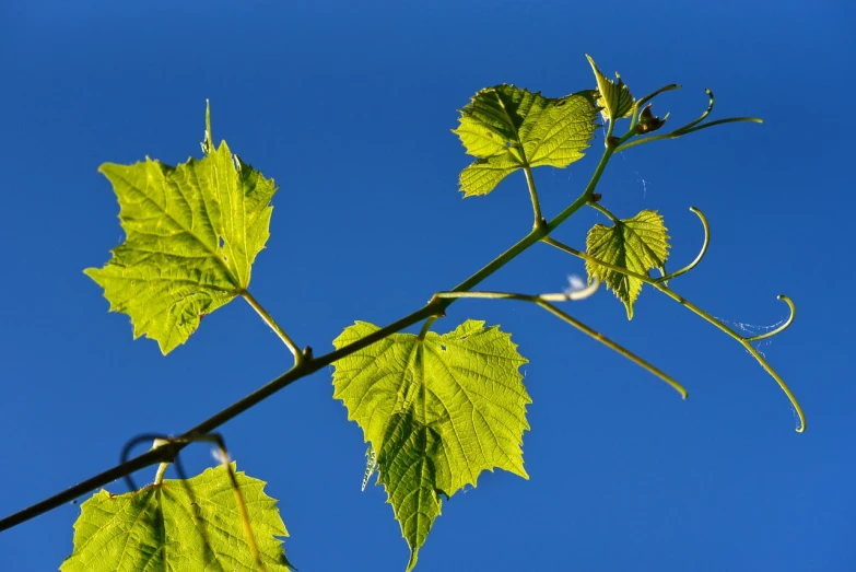 a branch with green leaves against a blue sky, arabesque, wine, flash photo