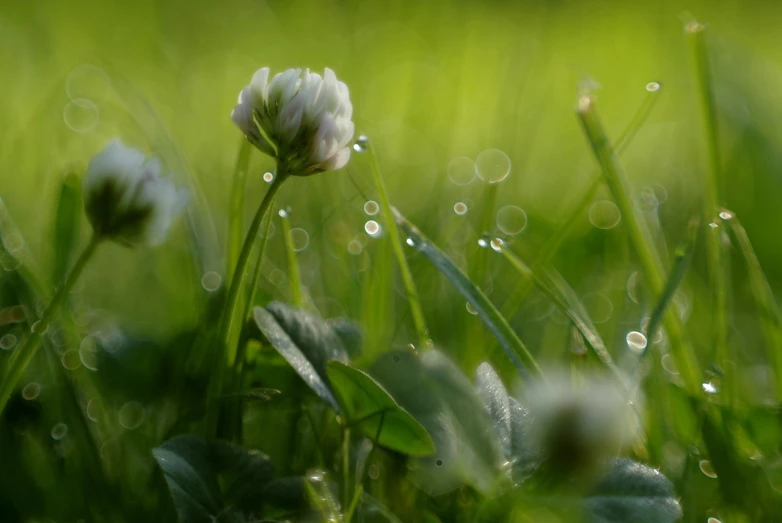 a white flower sitting on top of a lush green field, a macro photograph, by Istvan Banyai, romanticism, ethereal bubbles, clover, toward the sun rays and caustics, misting