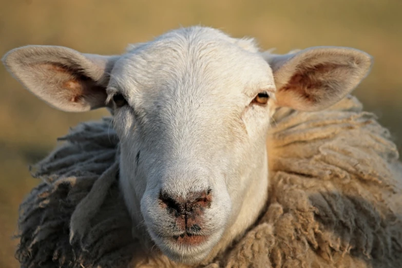 a close up of a sheep looking at the camera, a portrait, by Dietmar Damerau, shutterstock, renaissance, warm friendly face, annie leibowit, slightly sunny, flash photo