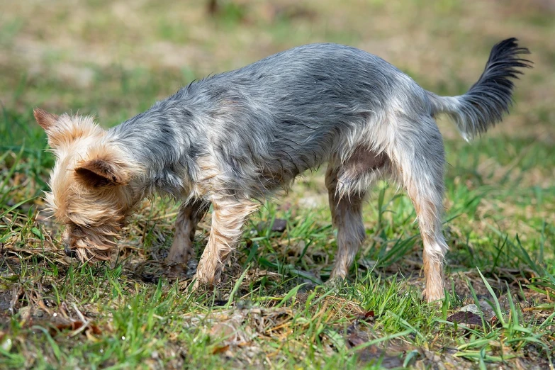 a small dog standing on top of a grass covered field, by Richard Carline, shutterstock, crying and puking, yorkshire terrier, excrement, working hard