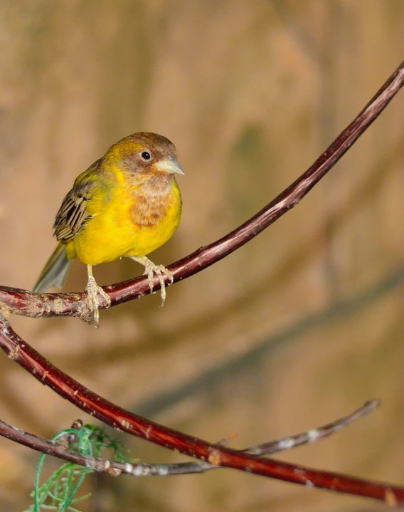 a small yellow bird sitting on top of a tree branch, by Robert Brackman, flickr, renaissance, portrait of lumastina celerraria, full body close-up shot, red-yellow colors, !female