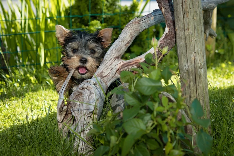 a small dog sitting on top of a lush green field, a picture, by Aleksander Gierymski, pixabay, dada, mouth in the bark, small fence, yorkshire terrier, clad in vines