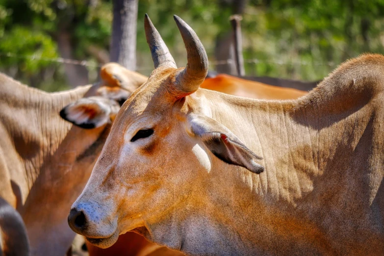 a herd of cattle standing next to each other, a portrait, horns under his cheek, focused photo