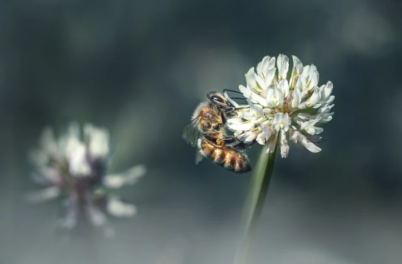 a bee sitting on top of a white flower, by Matthias Weischer, pexels, hurufiyya, clover, [ realistic photography ], honey wind, by greg rutkowski