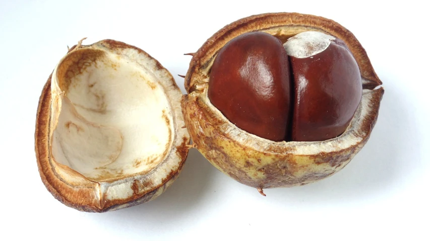 a close up of a nut shell on a white surface, pixabay, hurufiyya, mangosteen, chestnut hair, front and back view, autumn